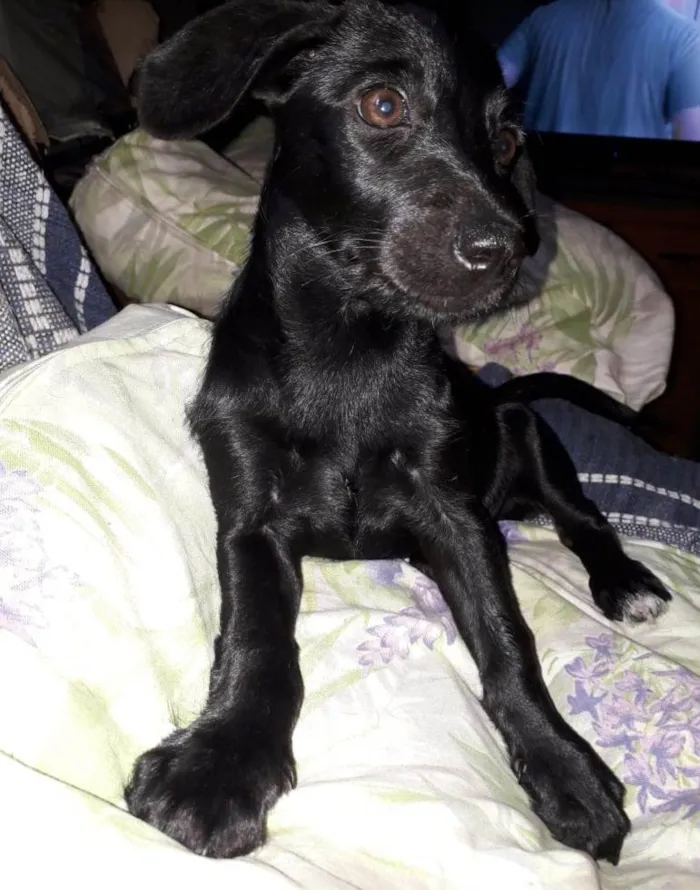 Cachorro ra a SRD-ViraLata idade 7 a 11 meses nome Kiara