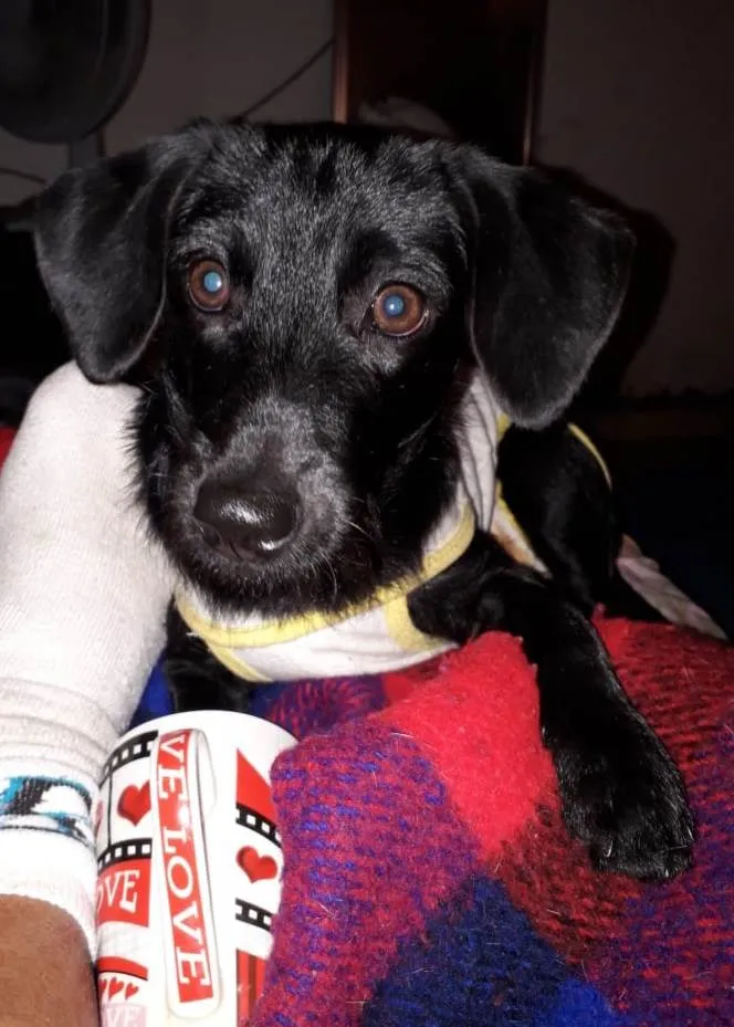 Cachorro ra a SRD-ViraLata idade 7 a 11 meses nome Kiara