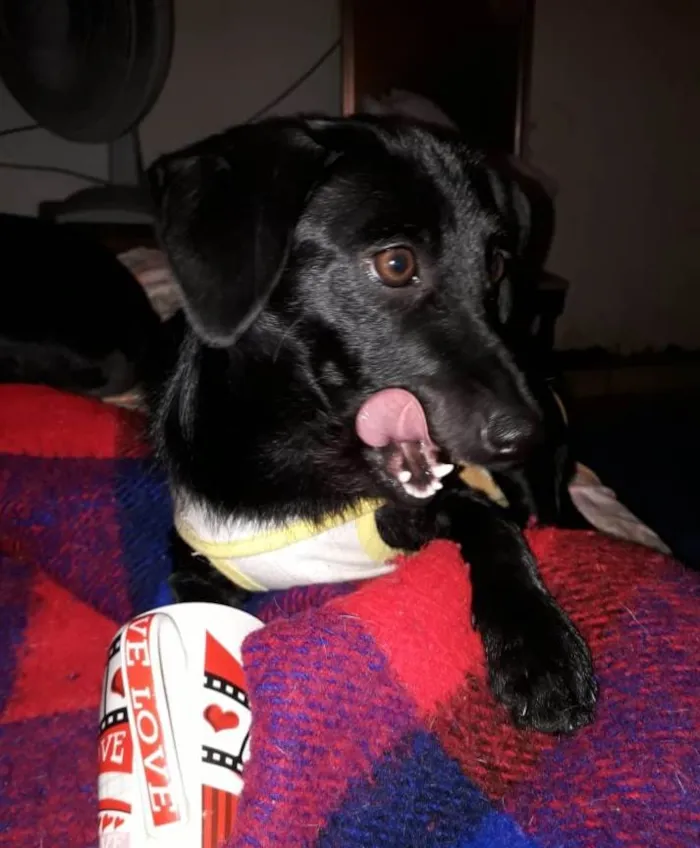 Cachorro ra a SRD-ViraLata idade 7 a 11 meses nome Kiara