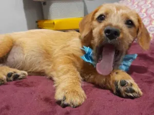Cachorro raça Mestico de basset idade 2 a 6 meses nome Noah