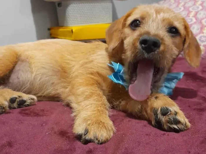 Cachorro ra a Mestico de basset idade 2 a 6 meses nome Noah