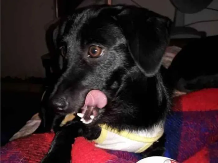 Cachorro ra a SRD-ViraLata idade 7 a 11 meses nome Kiara