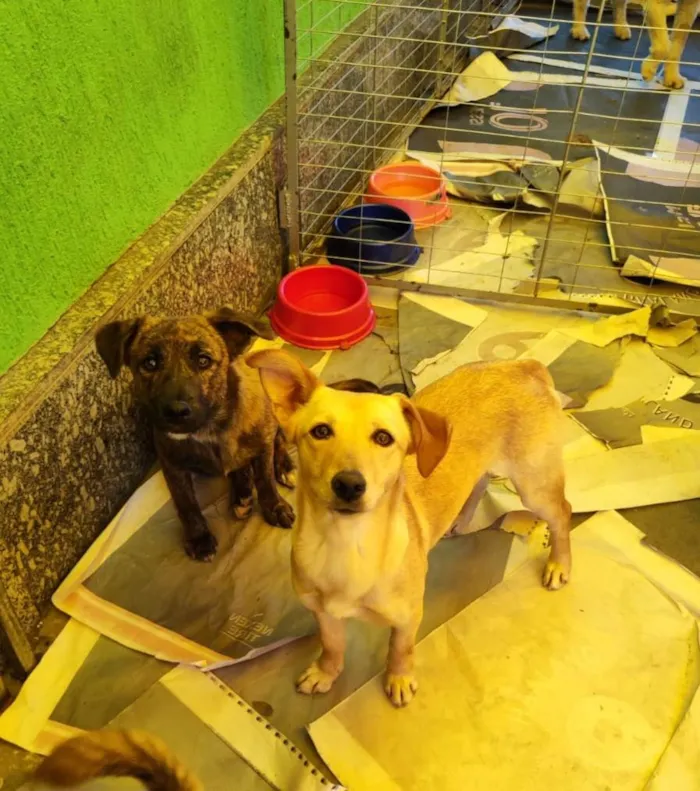 Cachorro ra a  idade 2 anos nome Mel