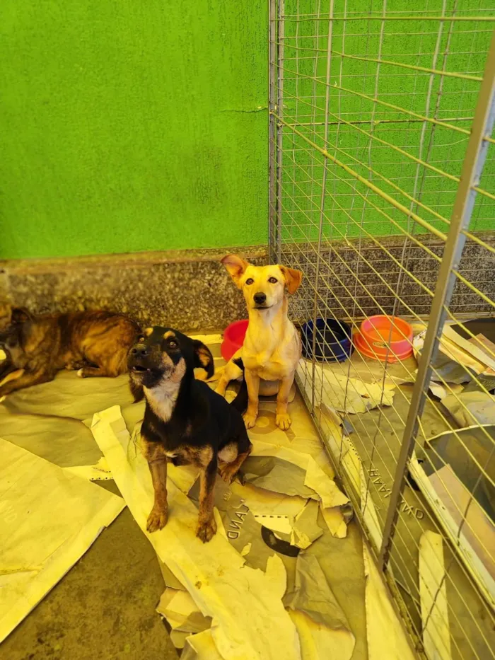 Cachorro ra a  idade 2 anos nome Mel