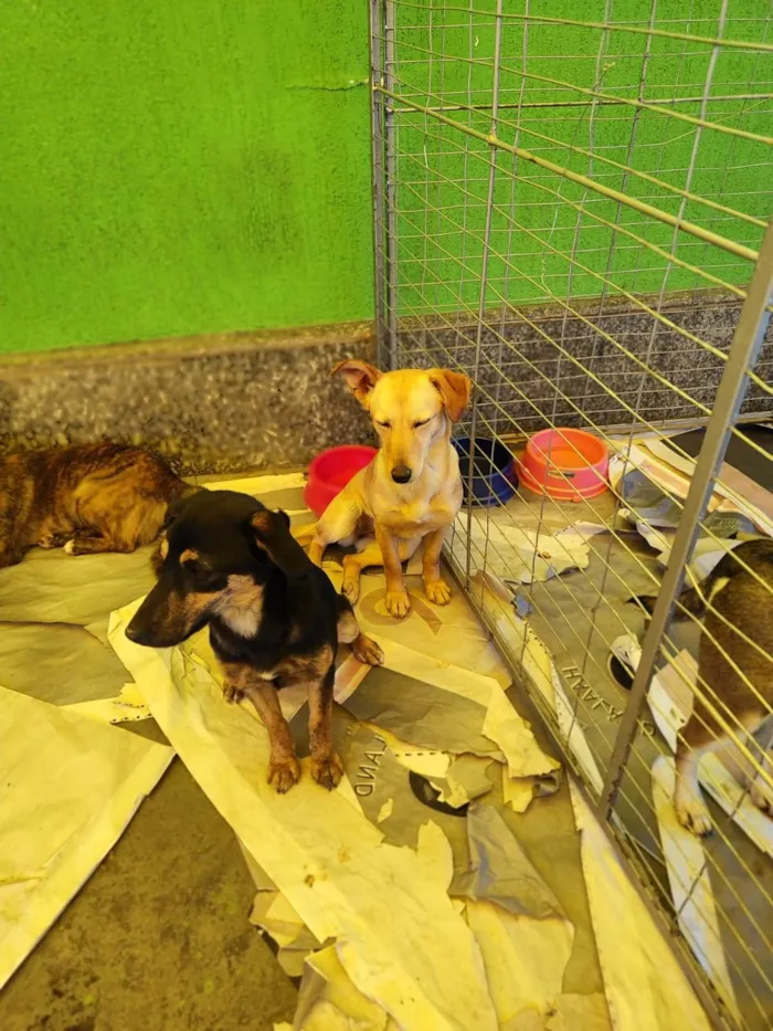 Cachorro ra a  idade 2 anos nome Mel