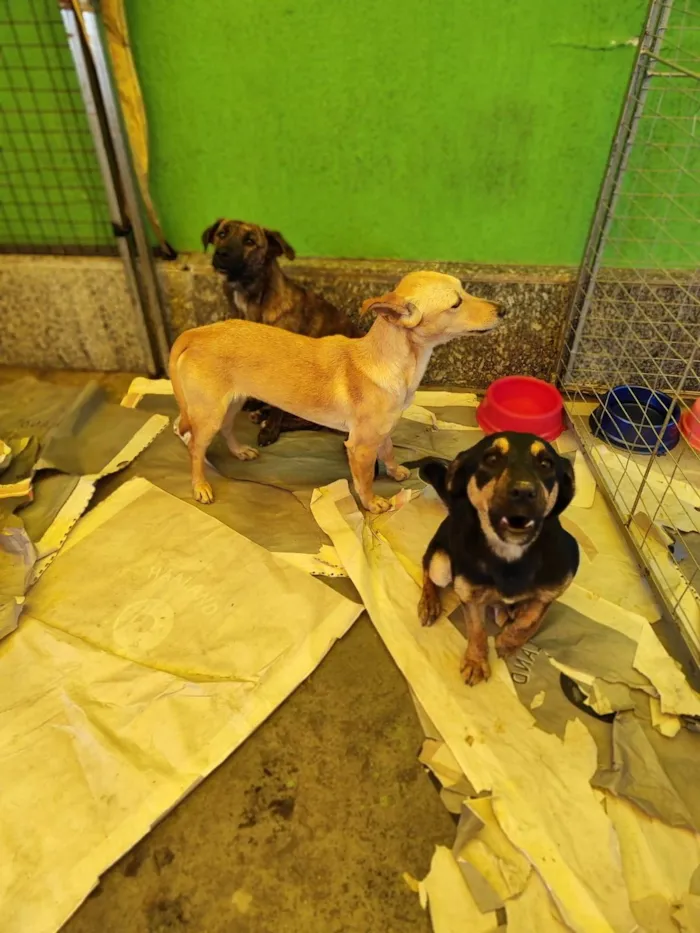 Cachorro ra a  idade 2 anos nome Mel