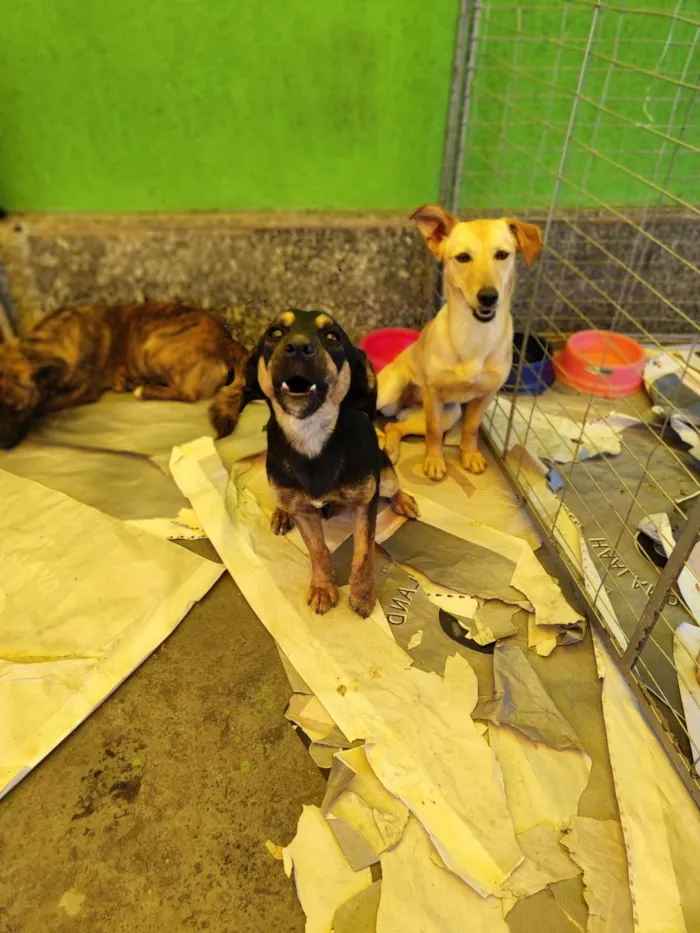 Cachorro ra a  idade 2 anos nome Mel