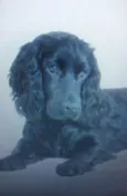 Cocker