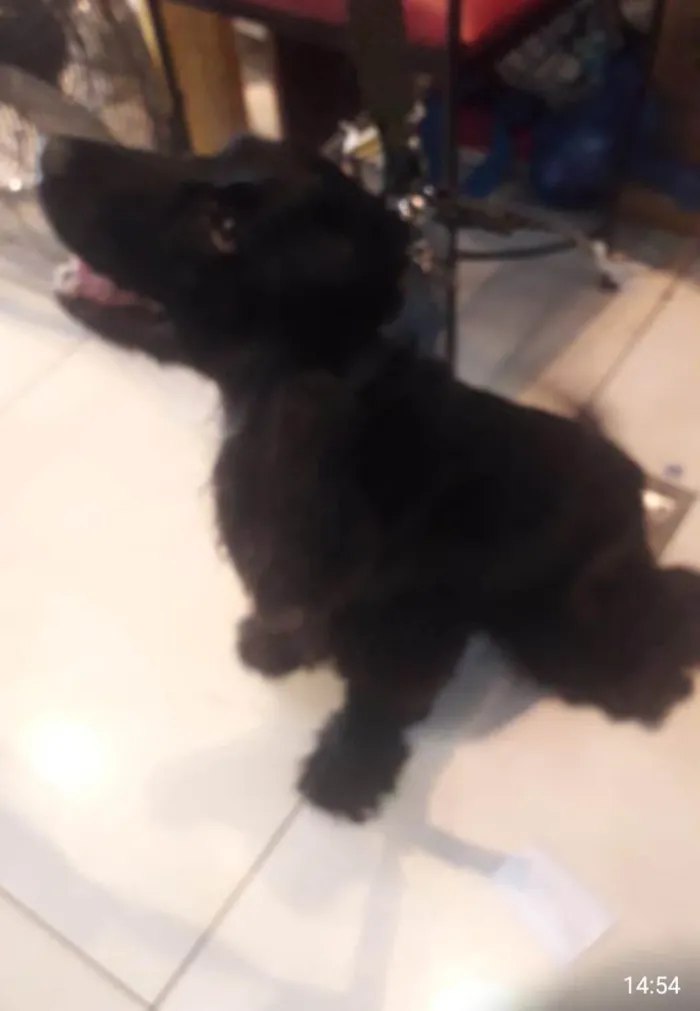Cachorro ra a Cocker Spaniel idade 3 anos nome Cocker