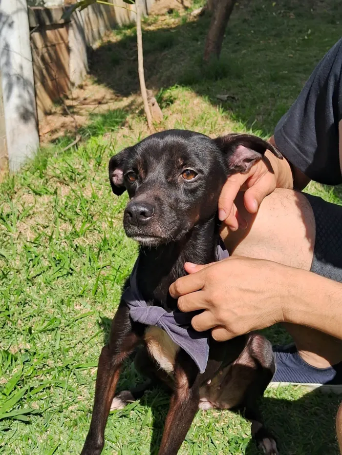 Cachorro ra a  idade 4 anos nome Duquesa