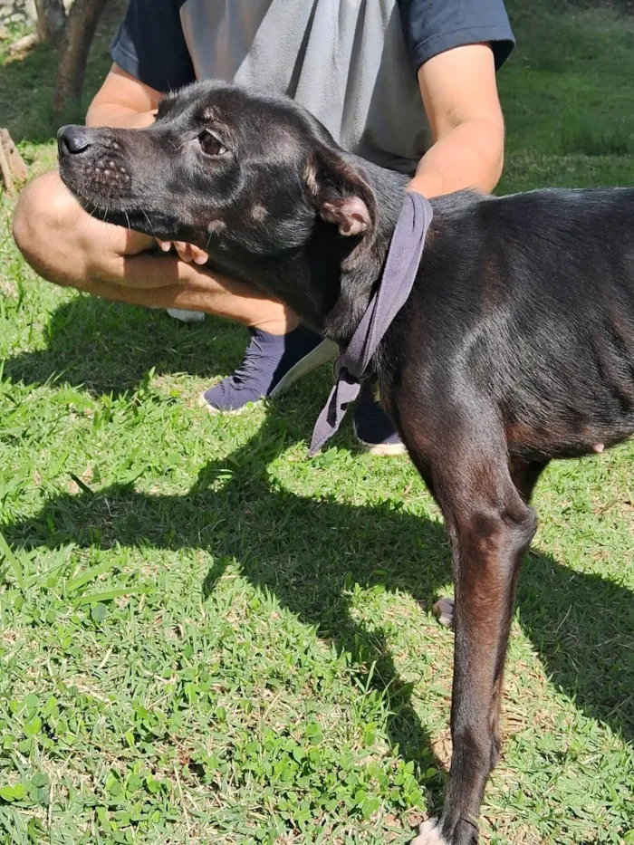 Cachorro ra a  idade 4 anos nome Duquesa