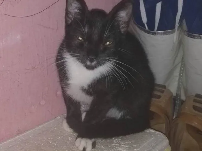 Gato ra a Sem Raça Definida idade 2 a 6 meses nome Sem nome ainda (a sua escolha) (URGENTE!)