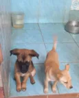 Laika