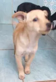 Laika