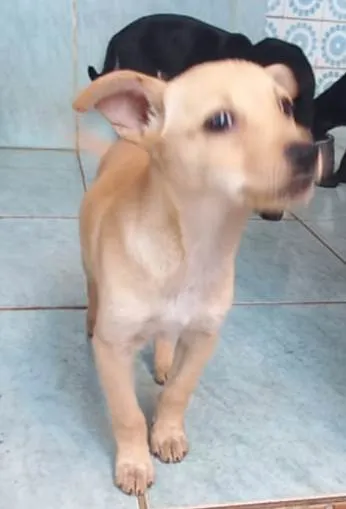 Cachorro ra a SRD idade 2 a 6 meses nome Laika