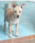 Laika