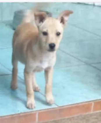 Cachorro ra a SRD idade 2 a 6 meses nome Laika