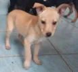 Laika