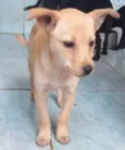 Laika