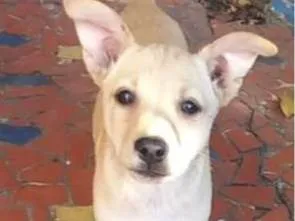 Cachorro ra a SRD idade 2 a 6 meses nome Laika