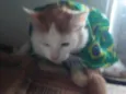 Mel