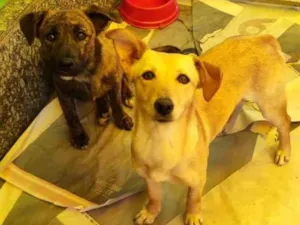 Cachorro raça  idade 2 anos nome Mel