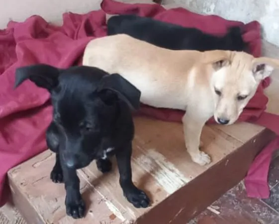 Cachorro ra a SRD idade 2 a 6 meses nome Zoe