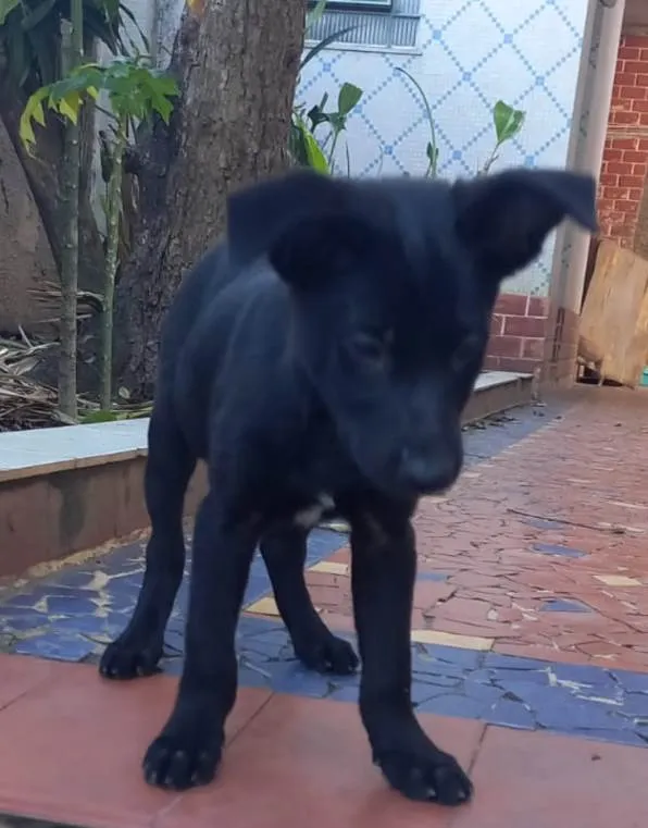 Cachorro ra a SRD idade 2 a 6 meses nome Zoe