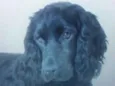 Cocker