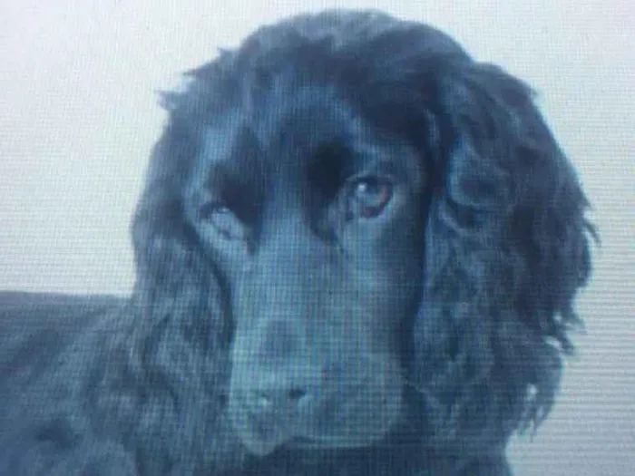 Cachorro ra a Cocker Spaniel idade 3 anos nome Cocker