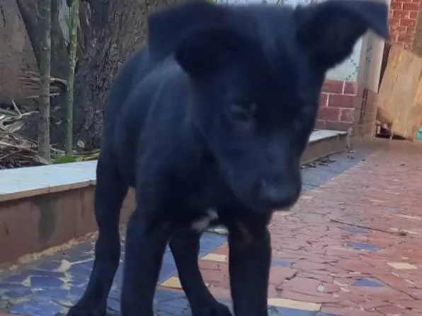 Cachorro ra a SRD idade 2 a 6 meses nome Zoe