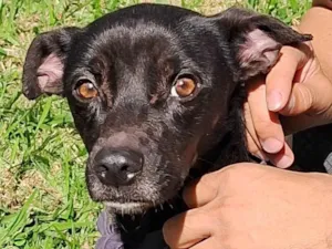 Cachorro raça  idade 4 anos nome Duquesa