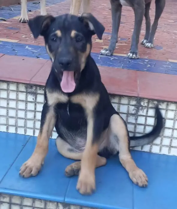 Cachorro ra a SRD idade 5 anos nome Zeca