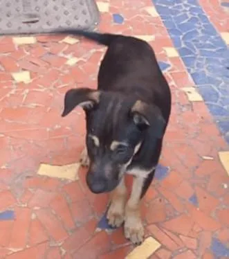 Cachorro ra a SRD idade 5 anos nome Zeca