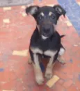 Zeca