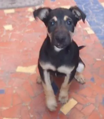 Cachorro ra a SRD idade 5 anos nome Zeca