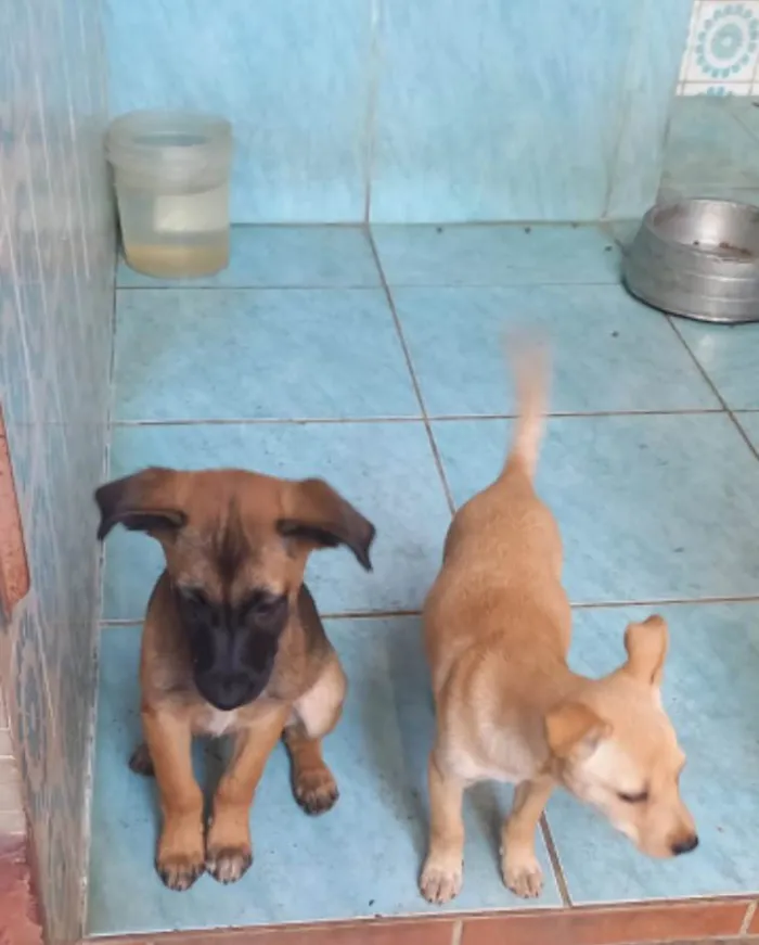 Cachorro ra a SRD idade 2 a 6 meses nome Bento