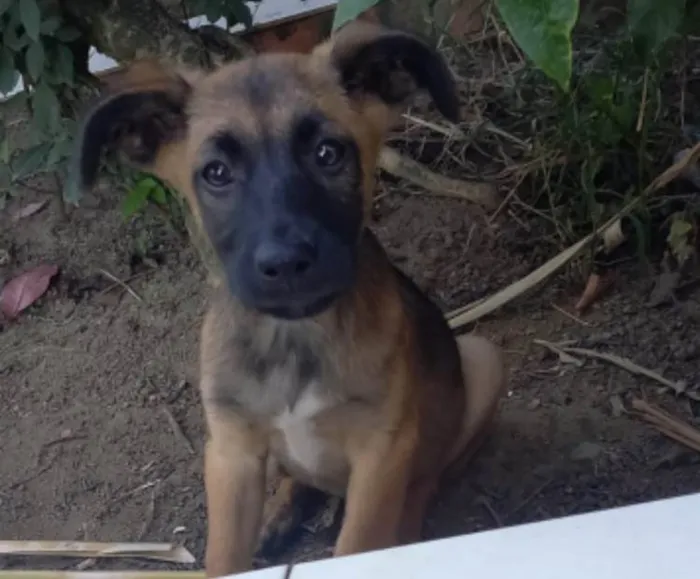 Cachorro ra a SRD idade 2 a 6 meses nome Bento