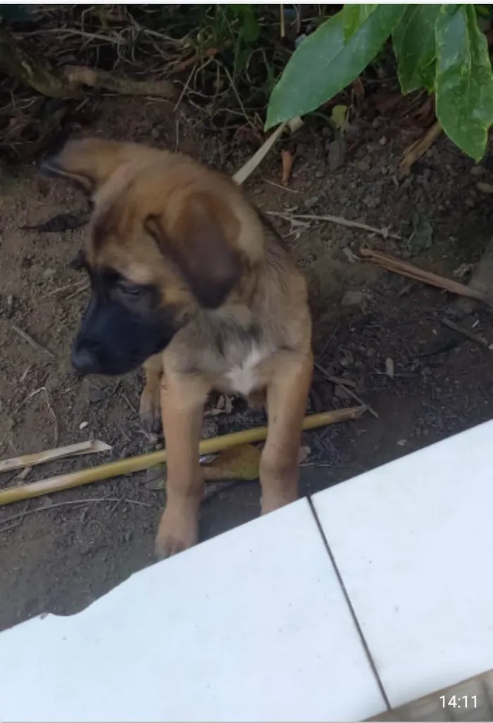 Cachorro ra a SRD idade 2 a 6 meses nome Bento