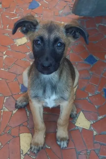 Cachorro ra a SRD idade 2 a 6 meses nome Bento