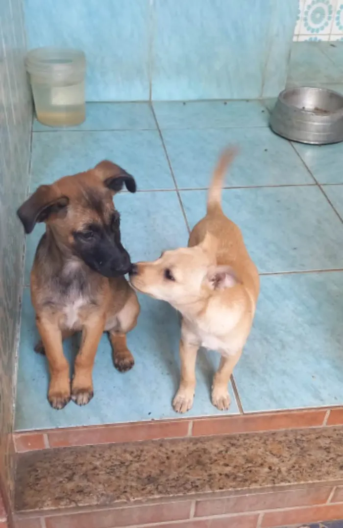 Cachorro ra a SRD idade 2 a 6 meses nome Bento