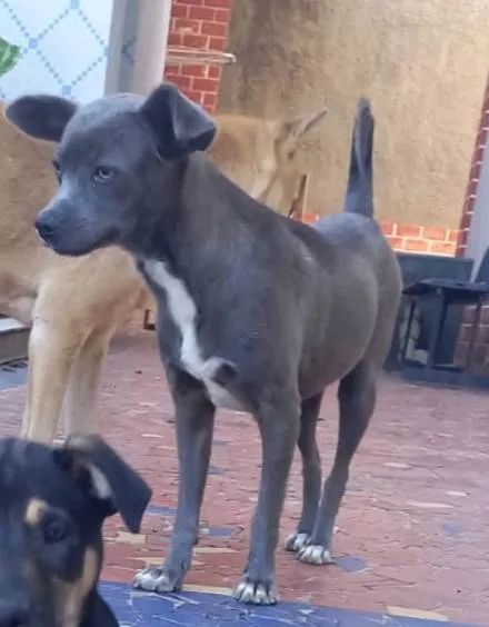 Cachorro ra a SRD-ViraLata idade 2 a 6 meses nome Thor