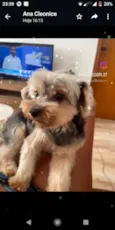 Theo e Lucky 