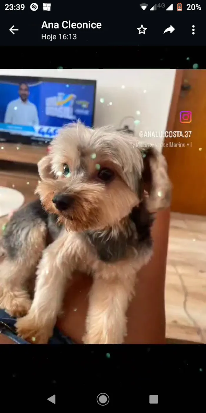 Cachorro ra a Shitzu idade 2 anos nome Theo e Lucky 