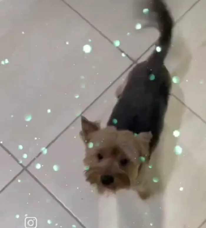 Cachorro ra a Shitzu idade 2 anos nome Theo e Lucky 