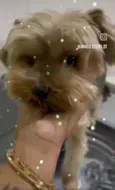 Theo e Lucky 