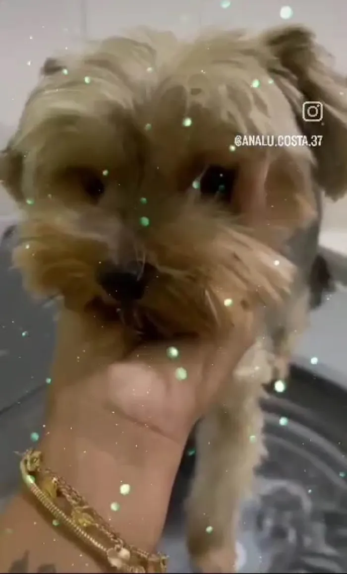 Cachorro ra a Shitzu idade 2 anos nome Theo e Lucky 