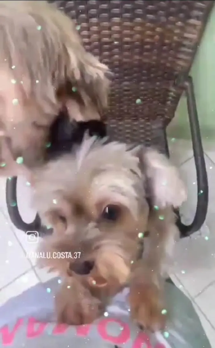 Cachorro ra a Shitzu idade 2 anos nome Theo e Lucky 