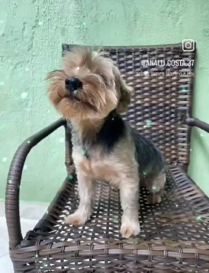 Cachorro ra a Shitzu idade 2 anos nome Theo e Lucky 