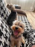 Theo e Lucky 